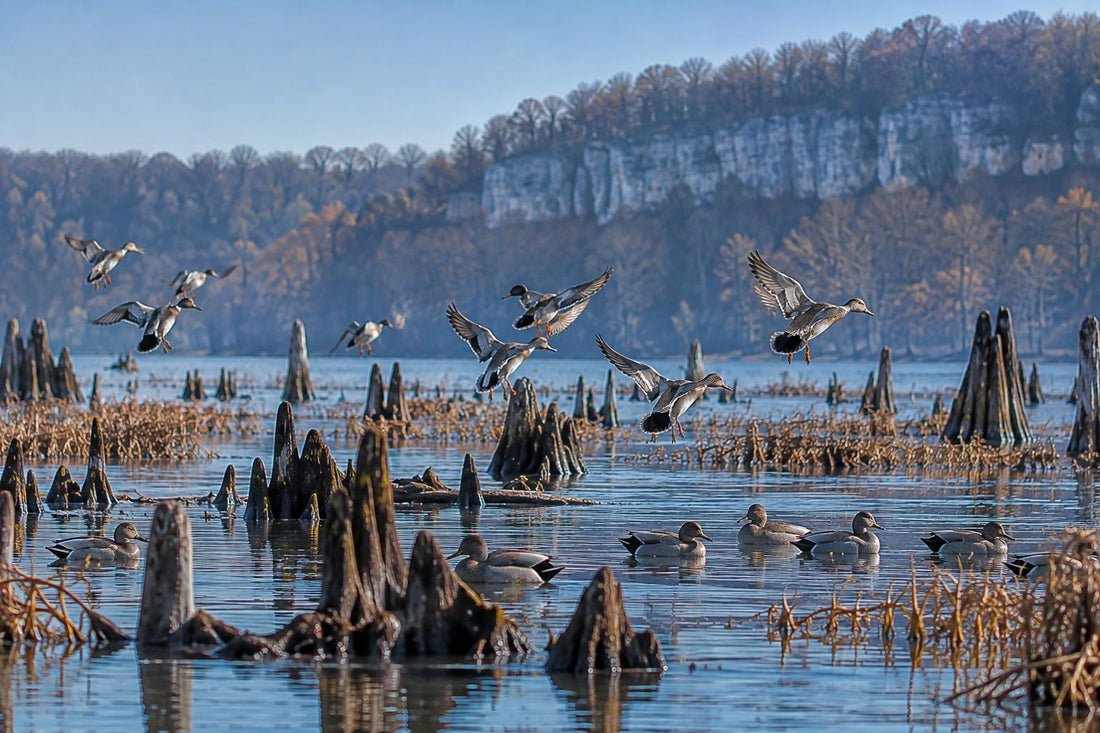 Gadwall landing over old timber stumps on a Tennessee River backwater in north Alabama below a limestone bluff