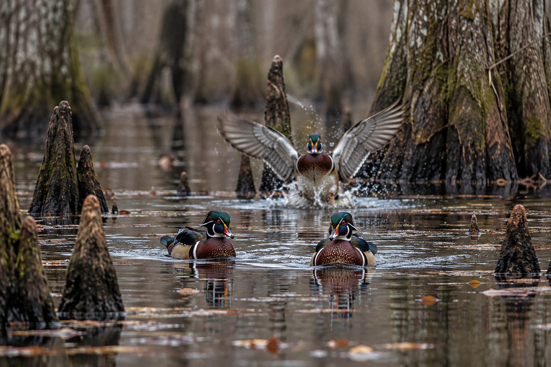 Drake wood ducks landing in a flooded Georgia cypress swamp during duck season