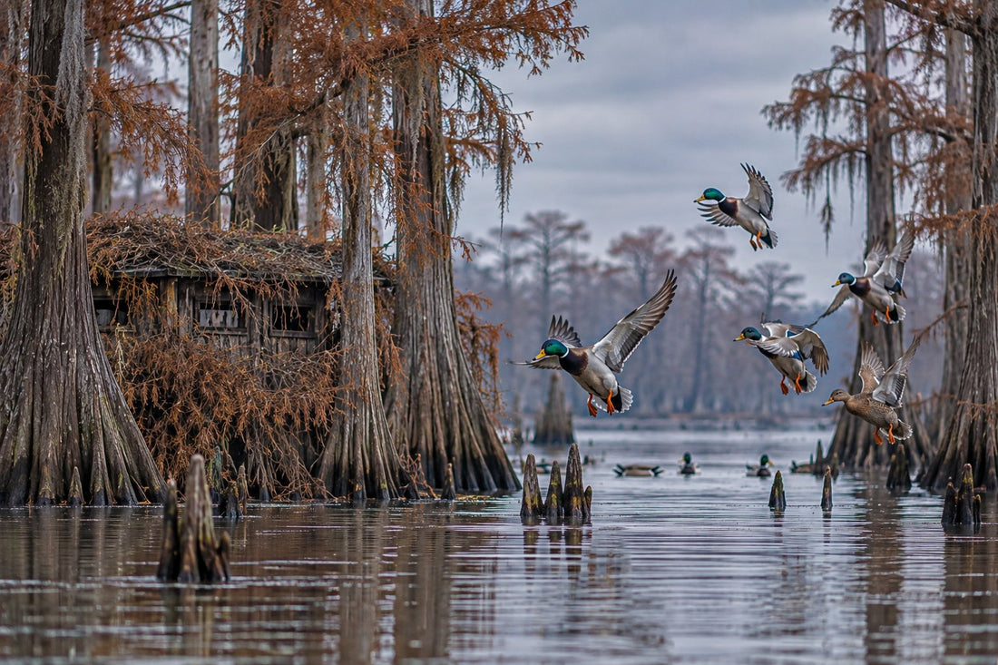 Mallards landing among bald cypress trees beside an old wooden duck blind on Reelfoot Lake in West Tennessee