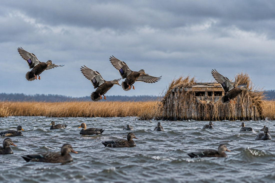 Black ducks landing over decoys by a brushed duck blind on a Chesapeake Bay marsh in Virginia